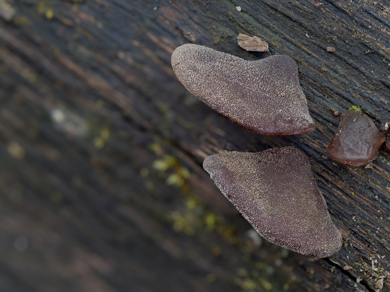 Auricularia cerrina